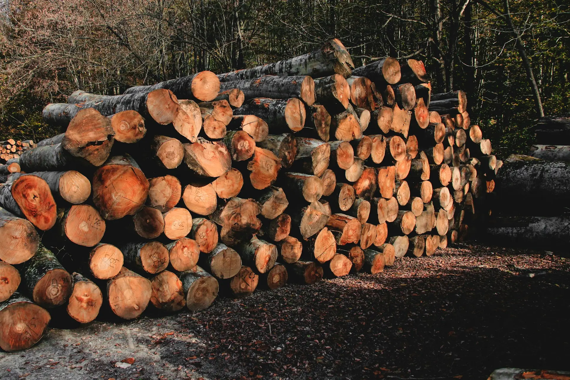 a pile of logs sitting on top of a forest floor